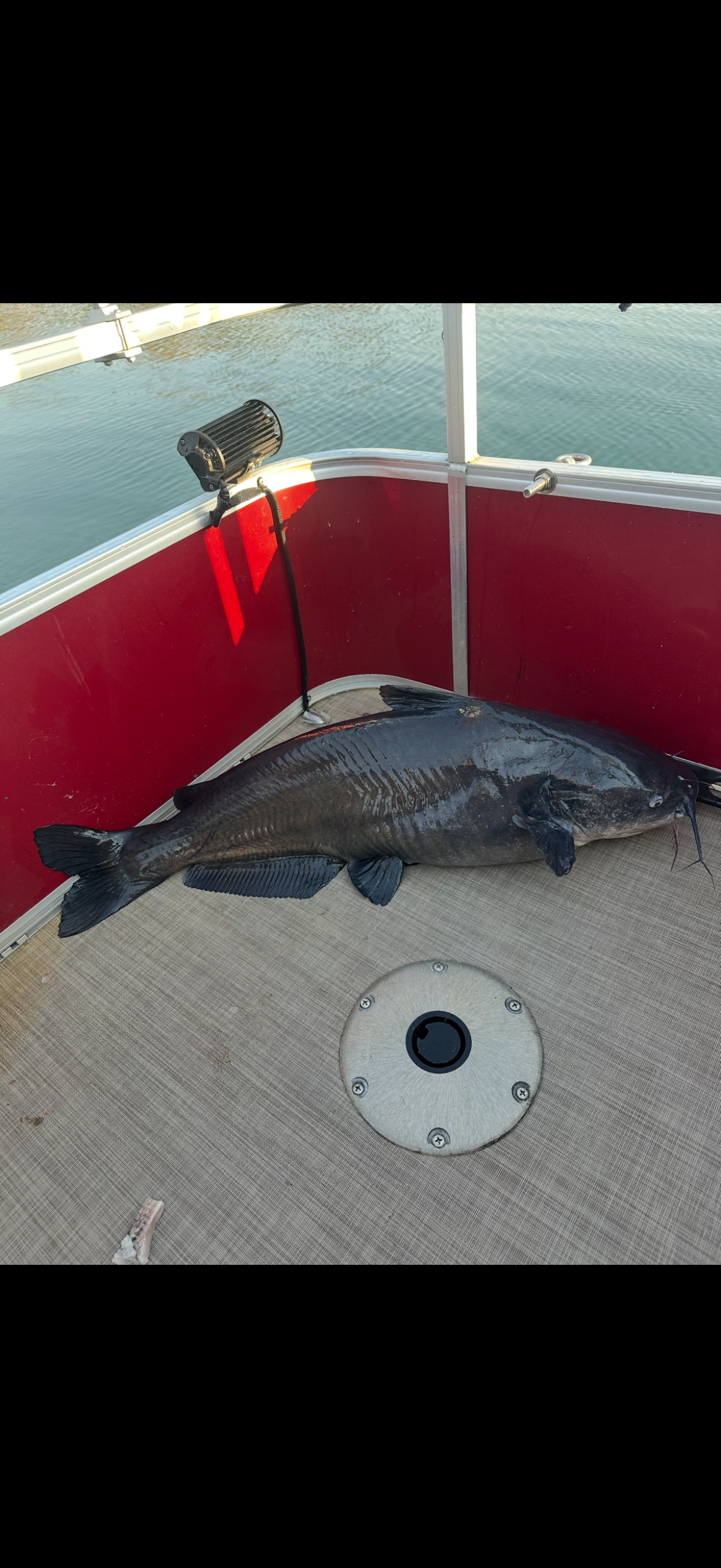 Catfish catch 3