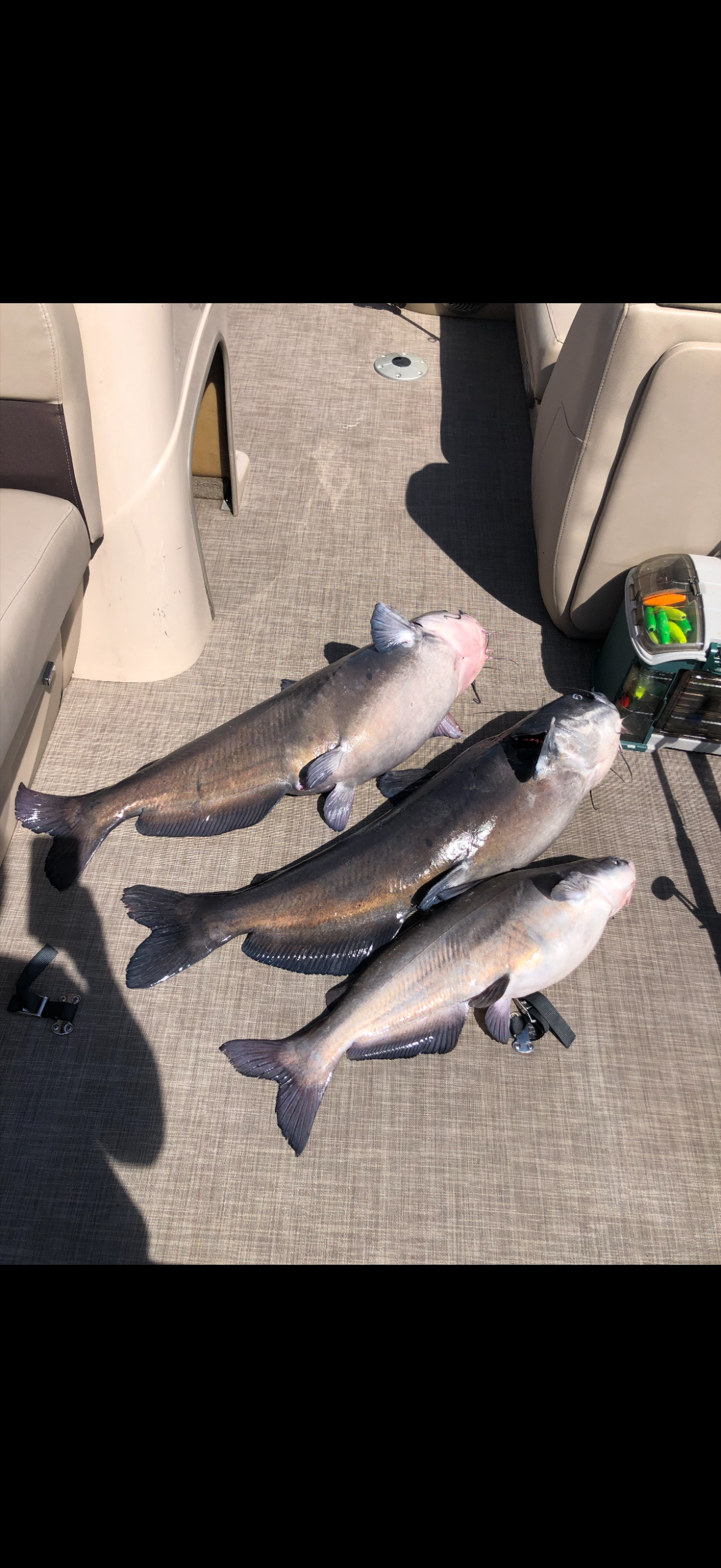 Catfish catch 2